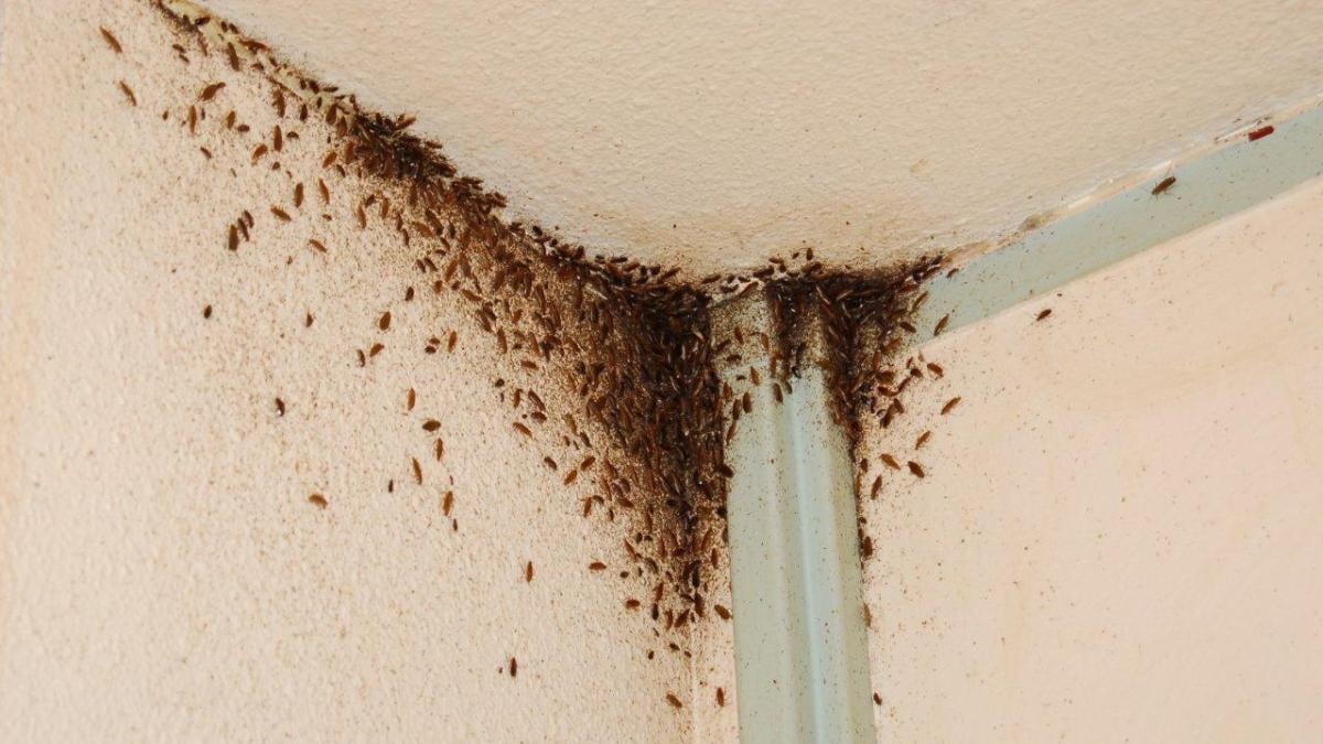 La meilleure technique pour de débarrasser d'un nid de cafards — free download