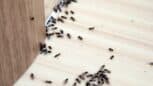 Les 3 meilleures méthodes pour se débarrasser des fourmis chez vous pour toujours