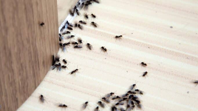 Les 3 meilleures méthodes pour se débarrasser des fourmis chez vous pour toujours