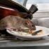 L’ingrédient magique pour éloigner les rats et les souris de chez vous