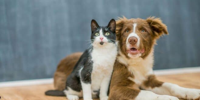 Si des chats ou des chiens ont ce comportement ils ont un gros souci de santé