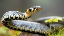 8 choses présentes dans votre jardin qui attirent les serpents