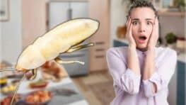 Ce que vous devez faire si vous trouvez un cafard blanc dans la cuisine
