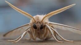 Ces 3 endroits où les mites se cachent et personne ne le sait