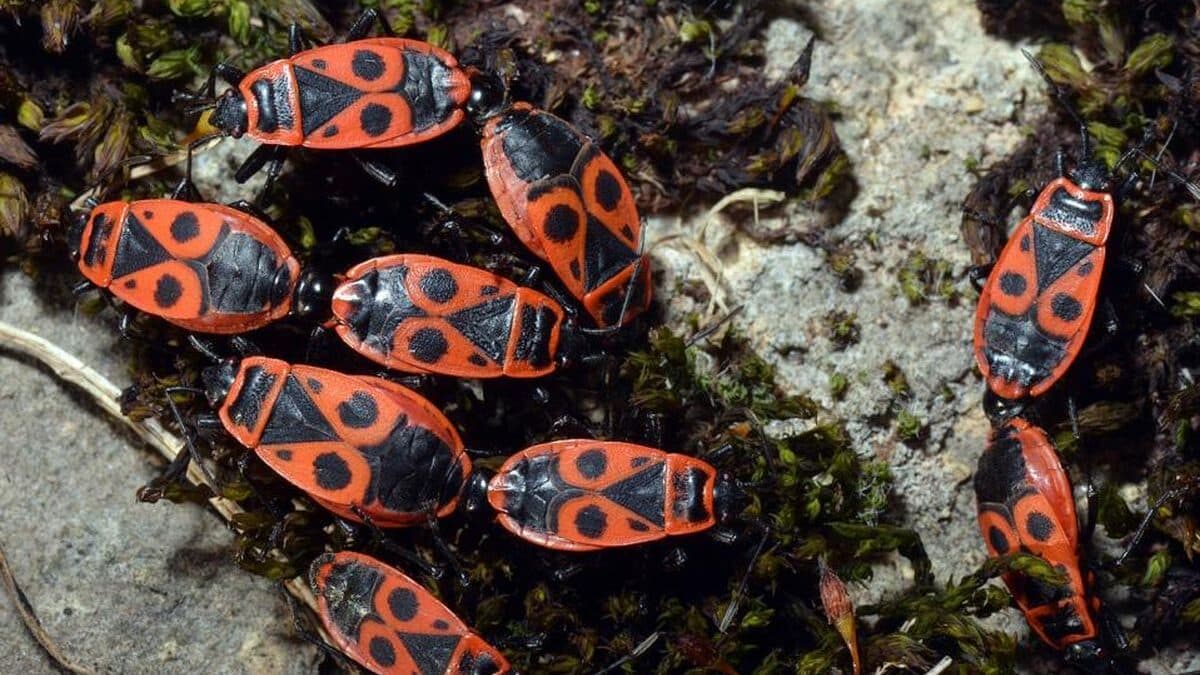 Ces petites bêtes rouges envahissent la France, les meilleures astuces — free download