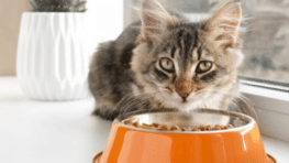 Ne donnez plus ces croquettes pour chat vous risquez de tuer votre animal