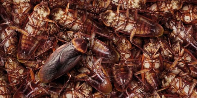 Dites adieu aux cafards avec cette méthode imparable
