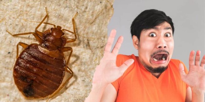 Exterminer toutes les punaises diaboliques avec ce traitement naturel