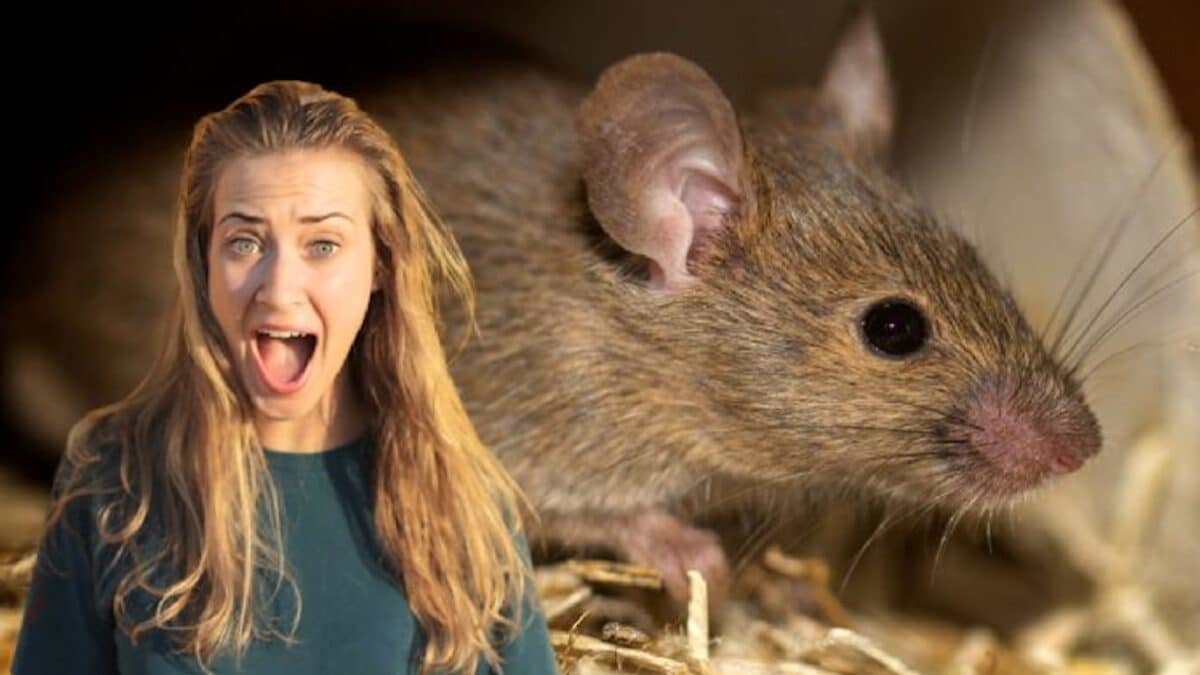 Les 3 meilleurs pièges faits maison pour ne plus jamais avoir de rats