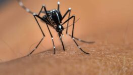 Les méthodes les plus efficaces pour repousser les moustiques cet été