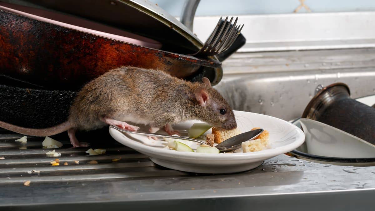 L’ingrédient magique pour faire fuir tous les rats et toutes les souris
