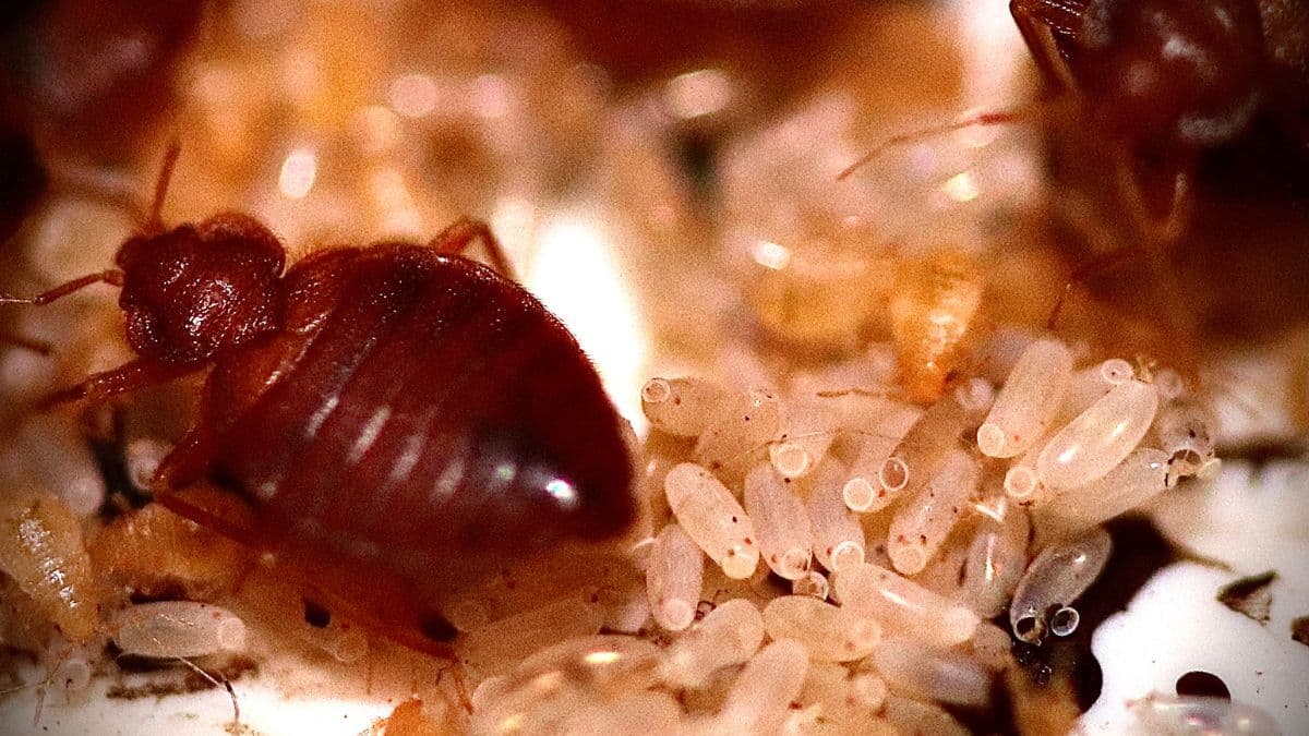 La méthode parfaite pour faire fuir les punaises de lit de leur