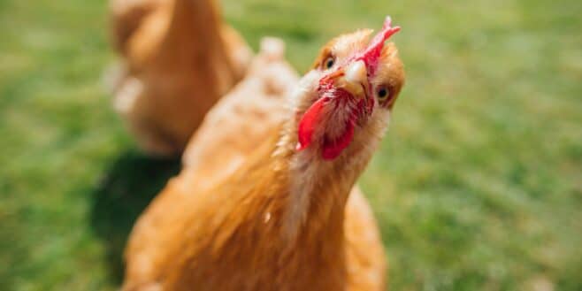Ces astuces vont protéger vos poules du froid cet hiver