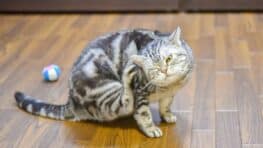 Cette raison pour laquelle les chats grattent le sol ou leur litière va vous surprendre