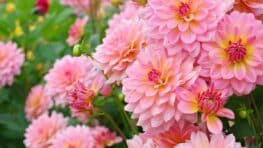 Ce secret des jardiniers pour faire pousser vos dahlias 2 fois plus vite