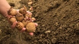 Cette bonne raison de replanter les pommes de terre germées achetées en supermarché
