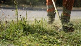 Fini le bambou dans le jardin, ces 2 plantes poussent aussi vite et ne posent aucun problème