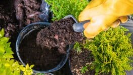 Les dangers du marc de café comme engrais sur ces 10 plantes
