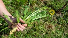 Ce produit naturel du quotidien élimine les mauvaises herbes super rapidement