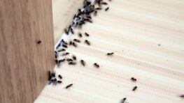 Ce super ingrédient de cuisine est le parfait répulsif contre les mouches et les fourmis