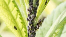 Cette plante à mettre dans votre jardin pour éviter les pucerons