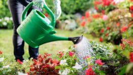 LIDL lance une innovation qui va révolutionner l'arrosage du jardin