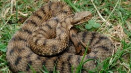 Attention à cette plante qui attire les vipères dans votre jardin