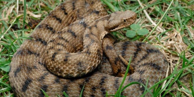 Attention à cette plante qui attire les vipères dans votre jardin