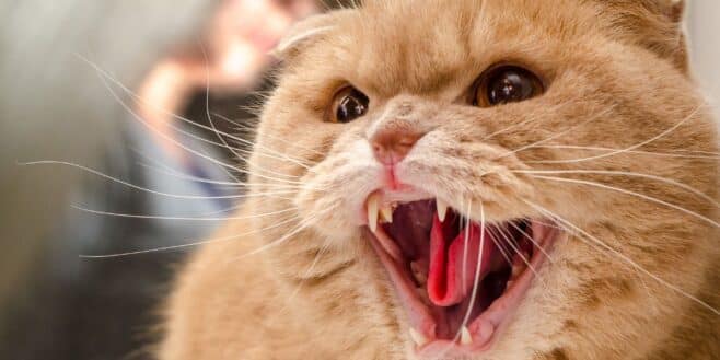 Ce répulsif contre les tiques très utilisé par les propriétaires de chats est très dangereux pour leur santé