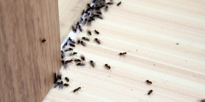 Ce super ingrédient de cuisine est un répulsif parfait contre les fourmis et les mouches