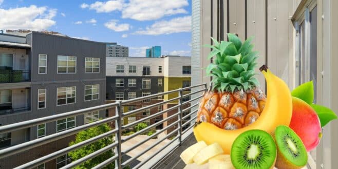 Ces 5 fruits à cultiver sur votre balcon facilement quand on n'a pas de jardin