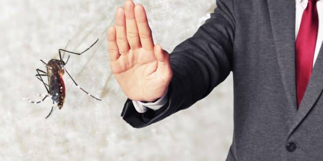 Ces plantes anti-moustiques à avoir sur son balcon, sa terrasse ou son jardin au plus vite