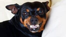 Ces races de chiens sont les plus ciblées par les voleurs