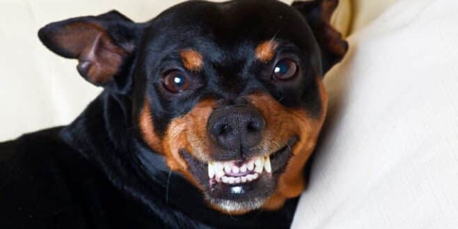 Ces races de chiens sont les plus ciblées par les voleurs