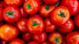 Ces variétés de tomates les plus faciles à cultiver soi-même sur sa terrasse ou son jardin