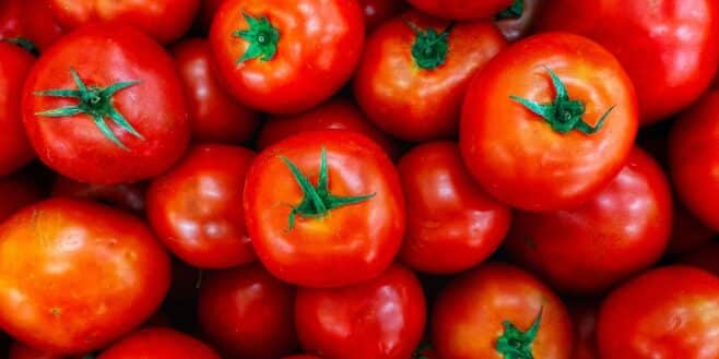 Ces variétés de tomates les plus faciles à cultiver soi-même sur sa terrasse ou son jardin