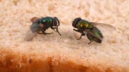 Cet ingrédient présent dans toutes les cuisines permet de faire fuir les mouches rapidement