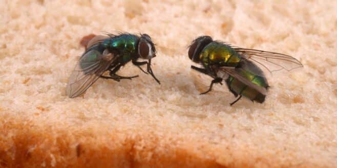 Cet ingrédient présent dans toutes les cuisines permet de faire fuir les mouches rapidement