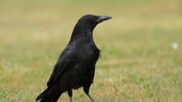 Cette astuce de génie pour faire fuir les oiseaux nuisibles de votre jardin