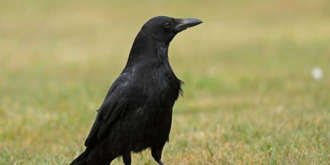 Cette astuce de génie pour faire fuir les oiseaux nuisibles de votre jardin