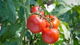 Cette astuce incroyable et pas chère pour protéger vos tomates des maladies et augmenter la récolte