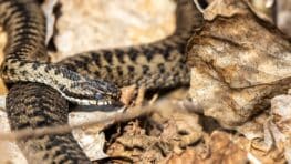 Cette astuce pour différencier les serpents comme les couleuvres et les vipères dans votre jardin