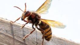 Cette plante est la meilleure de toutes pour repousser les frelons asiatiques