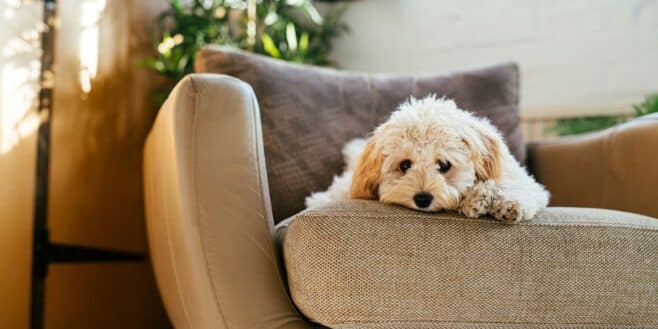 Cette trend TikTok est très dangereuse pour les chiens il ne faut surtout pas la reproduire