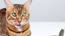 Voici pourquoi votre chat devient fou et incontrôlable quand il sent du thon