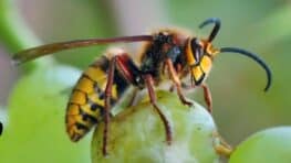 7 plantes que beaucoup ont dans leur jardin attirent les frelons asiatiques