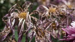 Ce danger dans votre jardin qui tue silencieusement vos plantes selon cette horticultrice