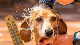Ces gestes à réaliser cet été pour protéger votre animal de compagnie de la canicule