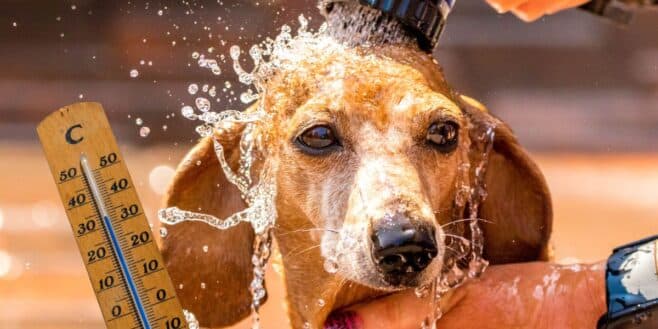 Ces gestes à réaliser cet été pour protéger votre animal de compagnie de la canicule