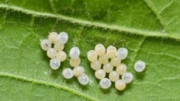 Ces œufs jaunes d'insecte dans votre jardin annoncent le pire pour toutes vos fleurs et plantes